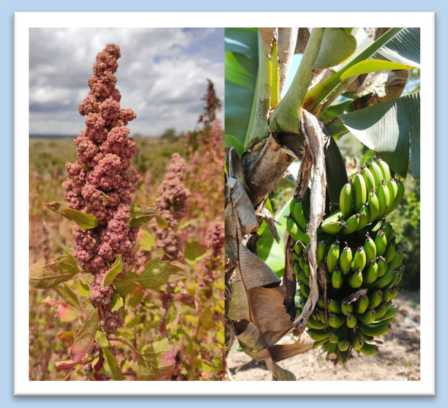 Boletín Agroclimático Mensual